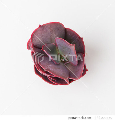 Echeveria Bittersweet succulent houseplant on white background top view Echeveria Bittersweet succulent houseplant on white background top view 111000270