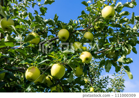 Delicious varieties of apples from the orchard Gunma Meigetsu 111000309