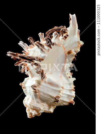 Murex Indivia Longspine Shell on a black background Murex Indivia Longspine Shell on a black background 111000325