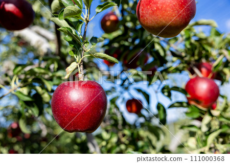 Akibae of delicious apple varieties in the orchard Akibae of delicious apple varieties in the orchard 111000368