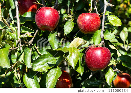 Akibae of delicious apple varieties in the orchard Akibae of delicious apple varieties in the orchard 111000384