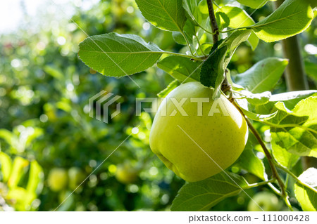 Shinano Gold, a delicious apple variety from the orchard 111000428