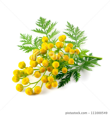 Tansy grass on white backgrounds 111000549