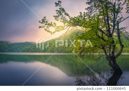 Lonely tree in the lake at sunrise, Plitvice lakes, Croatia 111000645