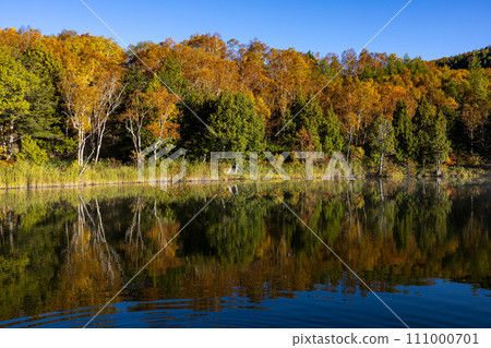 Shiga Kogen Early morning view of autumn leaves at Kido Pond 111000701