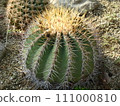A round cactus with many thorns 111000810