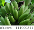 Banana fruits growing in clusters on a banana tree 111000811