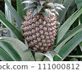 A pineapple tree with pineapple fruit growing on it 111000812