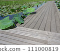 Wooden bridge floating on the pond and ancient lotus spreading on the water surface 111000819