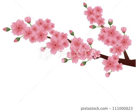 粉紅色的櫻花的插圖 櫻花花瓣的插圖 111000823