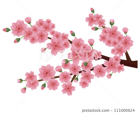 粉紅色的櫻花的插圖 櫻花花瓣的插圖 111000824
