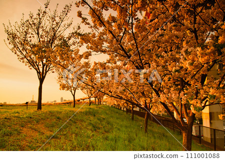 荒川櫻花夜景和荒川堤上的五色櫻花 荒川櫻花夜景和荒川堤上的五色櫻花 111001088
