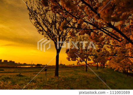 荒川櫻花夜景和荒川堤上的五色櫻花 111001089