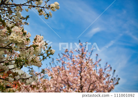 荒川櫻花風景與荒川沿岸五彩櫻花 111001092