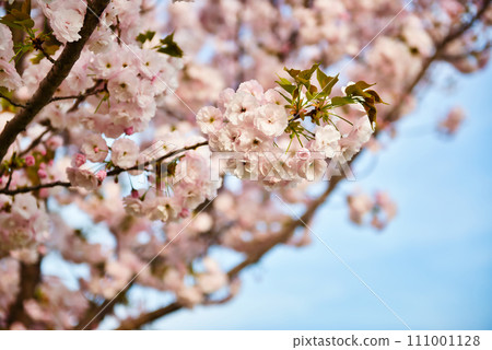 Scenery of cherry blossoms along the Arakawa River and five-colored cherry blossoms along the Arakawa bank 111001128