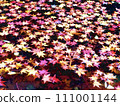 秋葉如紅寶石漂浮在水中 02 111001144