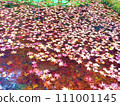 秋葉如紅寶石浮在水面01 111001145