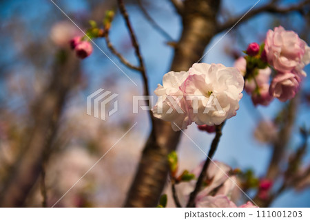 Scenery of cherry blossoms along the Arakawa River and five-colored cherry blossoms along the Arakawa bank 111001203