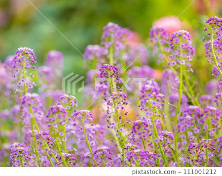 Verbena bonariensis flowers, Argentinian Vervain or Purpletop Vervain, Clustertop Vervain, Tall Verbena, Pretty Verbena, in garden Verbena bonariensis flowers, Argentinian Vervain or Purpletop Vervain, Clustertop Vervain, Tall Verbena, Pretty Verbena, in garden 111001212