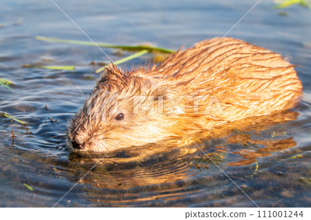 Portrait of a muskrat, ondatra zibethicus, rodent found in wetlands 111001244