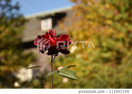 秋天的紅玫瑰盛開，背景是西式建築 111001539