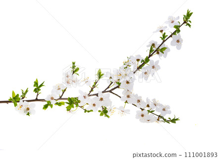 branch with cherry flowers isolated branch with cherry flowers isolated 111001893