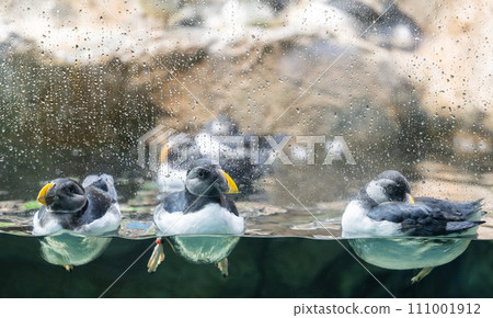 puffin bird puffin bird 111001912