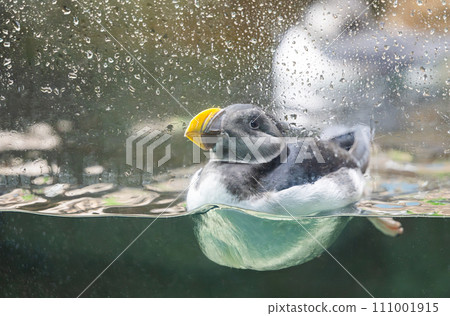puffin bird 111001915