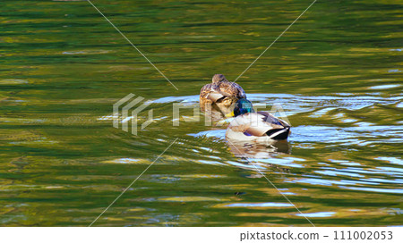 一對野鴨 一對野鴨 111002053