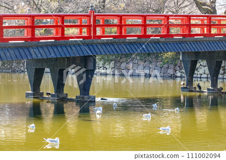 橫跨小田原城二之丸東堀的學橋(神奈川縣小田原市) 橫跨小田原城二之丸東堀的學橋(神奈川縣小田原市) 111002094