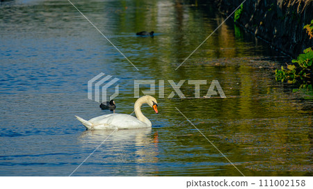 Swan of the moat Swan of the moat 111002158