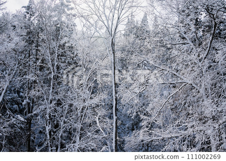 Forest covered in hoarfrost [Otari Village, Kitaazumi District] 111002269