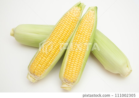 玉米 111002305