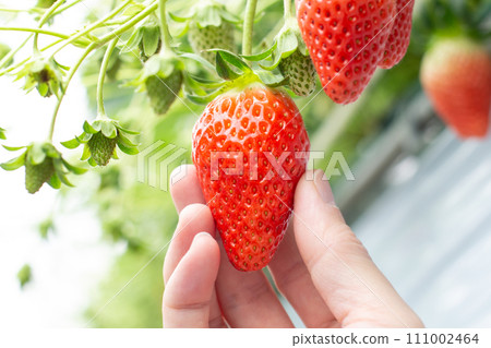 草莓採摘 草莓採摘 111002464