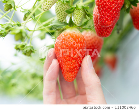 Strawberry picking Strawberry picking 111002466
