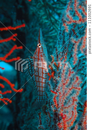 Kudagombe 偽裝成海鯛 水下照片 沖繩海 111002691