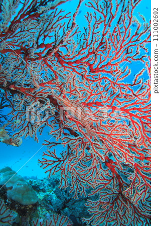 Kudagombe 偽裝成海鯛 水下照片 沖繩海 111002692