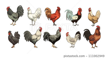 AI-generated content. Hens and roosters isolated on white. Farm birds cartoon sketch clipart. Decorative home bird, rooster, hen vector characters 111002949