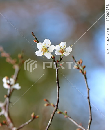Plum blossoms on winter days: Beautiful emblem Plum blossoms on winter days: Beautiful emblem 111002988