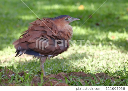 黑冠麻鷺在草地上整理羽毛 111003036