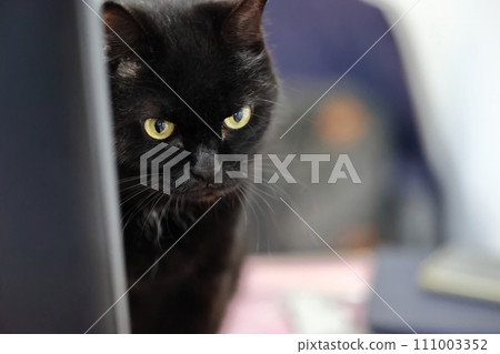 Black cat supervises work Black cat supervises work 111003352