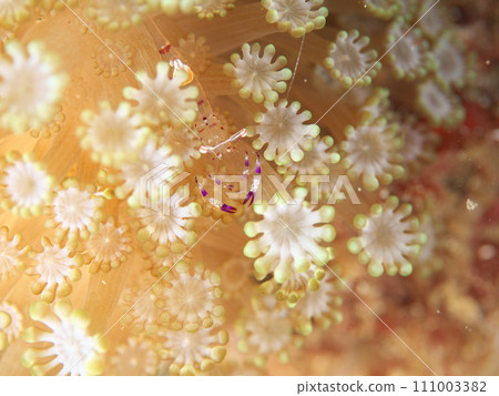 Akahoshikakure shrimp that lives in flower-like anemones Akahoshikakure shrimp that lives in flower-like anemones 111003382