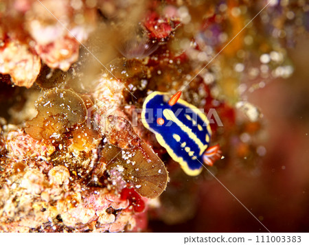 small green sea slug small green sea slug 111003383