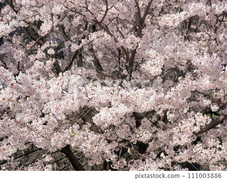 Cherry tree in full bloom Cherry tree in full bloom 111003886