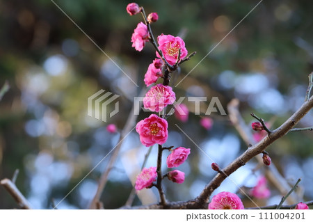 Pink plum blossoms blooming in the winter park Pink plum blossoms blooming in the winter park 111004201
