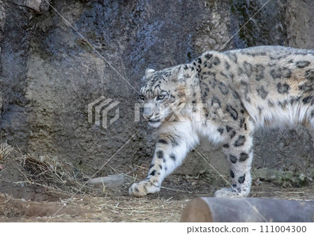 Snow leopard at Tama Animal Park 111004300