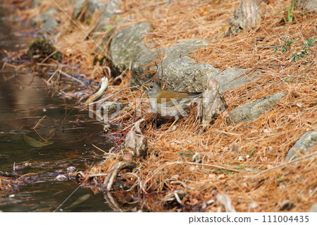 Shorohara Shorohara 111004435