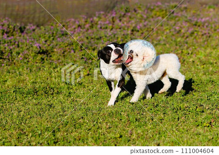 波士頓梗犬和玩具貴賓犬貝利在春天的草地上一起玩耍♡ 波士頓梗犬和玩具貴賓犬貝利在春天的草地上一起玩耍♡ 111004604