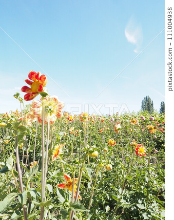 Flower field of red flowers 111004938