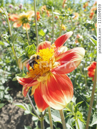 紅色的花朵和昆蟲 111004939